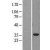Western Blot: ABHD10 Lysate [NBL1-07189] - Western Blot experiments. 
Left-Control; Right -Over-expression Lysate for ABHD10